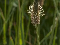 Plantago lanceolata 43, Smalle weegbree, Saxifraga-Jan van der Straaten