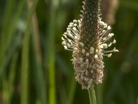 Plantago lanceolata 44, Smalle weegbree, Saxifraga-Jan van der Straaten
