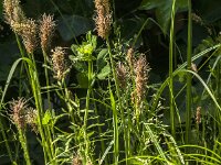 Plantago lanceolata 45, Smalle weegbree, Saxifraga-Jan van der Straaten