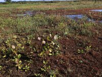 Plantago major 18, Grote weegbree, , Saxifraga-Hans Boll
