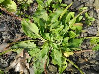 Plantago major 7, Grote weegbree, Saxifraga-Rutger Barendse