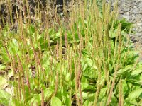 Plantago major 8, Grote weegbree, Saxifraga-Rutger Barendse