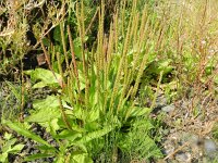 Plantago major 9, Grote weegbree, Saxifraga-Rutger Barendse