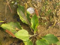 Plantago major ssp intermedia 3, Getande weegbree, Saxifraga-Branko Bakan