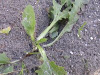 Plantago major ssp intermedia 4, Getande weegbree, Saxifraga-Peter Meininger