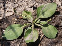 Plantago major ssp intermedia 6, Getande weegbree, Saxifraga-Peter Meininger