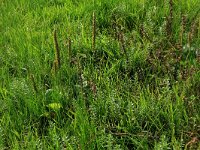 Plantago major ssp major 10, Grote weegbree, Saxifraga-Hans Boll
