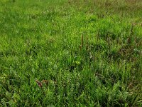 Plantago major ssp major 11, Grote weegbree, Saxifraga-Hans Boll