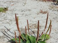 Plantago major ssp major 16, Grote weegbree, Saxifraga-Ed Stikvoort