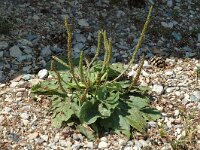 Plantago major ssp major 2, Grote weegbree, Saxifraga-Marijke Verhagen