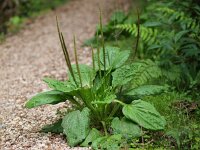 Plantago major ssp major 5, Grote weegbree, Saxifraga-Rudmer Zwerver