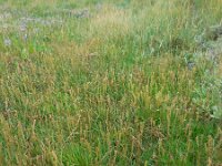 Plantago maritima 12, Zeeweegbree, Saxifraga-Ed Stikvoort