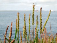 Plantago maritima 13, Zeeweegbree, Saxifraga-Ed Stikvoort