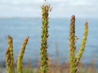Plantago maritima 14, Zeeweegbree, Saxifraga-Ed Stikvoort