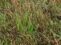 Plantago maritima 22, Zeeweegbree, Saxifraga-Hans Boll