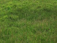 Plantago maritima 27, Zeeweegbree, Saxifraga-Hans Boll