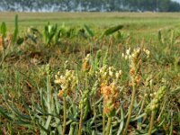Plantago maritima 29, Zeeweegbree, Saxifraga-Ed Stikvoort