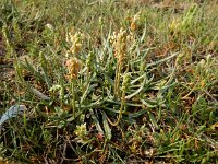 Plantago maritima 31, Zeeweegbree, Saxifraga-Ed Stikvoort