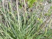 Plantago maritima 32, Zeeweegbree, Saxifraga-Rutger Barendse
