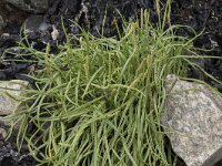 Plantago maritima 38, Zeeweegbree, Saxifraga-Willem van Kruijsbergen