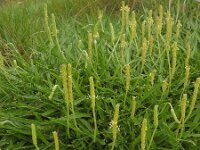 Plantago maritima 43, Zeeweegbree, Saxifraga-Ed Stikvoort