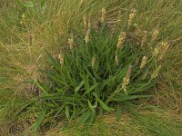 Plantago maritima 44, Zeeweegbree, Saxifraga-Ed Stikvoort (2)