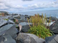 Plantago maritima 45, Zeeweegbree, Saxifraga-Ben Delbaere