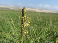 Plantago maritima 5, Zeeweegbree, Saxifraga-Jasenka Topic