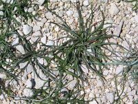 Plantago maritima 6, Zeeweegbree, Saxifraga-Jasenka Topic
