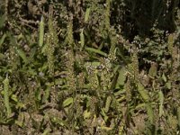 Plantago maritima 8, Zeeweegbree, Saxifraga-Willem van Kruijsbergen