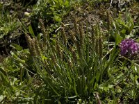 Plantago maritima ssp serpentina 1, Saxifraga-Willem van Kruijsbergen