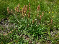 Plantago maritima ssp serpentina 21, Saxifraga-Ed Stikvoort