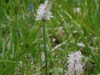 Plantago media 10, Ruige weegbree, Saxifraga-Willem van Kruijsbergen