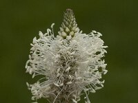 Plantago media 11, Ruige weegbree, Saxifraga-Jan van der Straaten