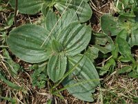 Plantago media 12, Ruige weegbree, Saxifraga-Jan van der Straaten