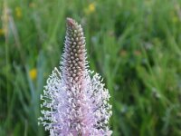 Plantago media 13, Ruige weegbree, Saxifraga-Jan Willem Jongepier