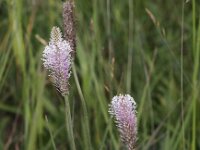 Plantago media 14, Ruige weegbree, Saxifraga-Peter Meininger