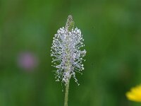 Plantago media 15, Ruige weegbree, Saxifraga-Bart Vastenhouw