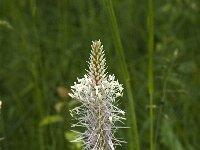 Plantago media 16, Ruige weegbree, Saxifraga-Jan van der Straaten