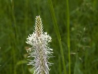 Plantago media 17, Ruige weegbree, Saxifraga-Jan van der Straaten