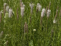 Plantago media 18, Ruige weegbree, Saxifraga-Jan van der Straaten