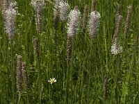 Plantago media 19, Ruige weegbree, Saxifraga-Jan van der Straaten