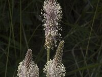 Plantago media 2, Ruige weegbree, Saxifraga-Marijke Verhagen