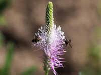 Plantago media 20, Ruige weegbree, Saxifraga-Bart Vastenhouw