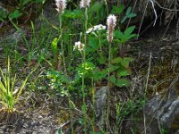 Plantago media 23, Ruige weegbree, Saxifraga-Ed Stikvoort