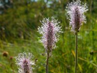 Plantago media 24, Ruige weegbree, Saxifraga-Ed Stikvoort