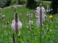 Plantago media 25, Ruige weegbree, Saxifraga-Ed Stikvoort : jura2010