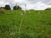 Plantago media 26, Ruige weegbree, Saxifraga-Ed Stikvoort