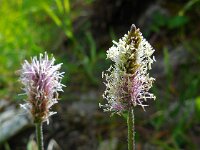 Plantago media 27, Ruige weegbree, Saxifraga-Ed Stikvoort