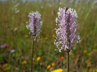 Plantago media 28, Ruige weegbree, Saxifraga-Ed Stikvoort